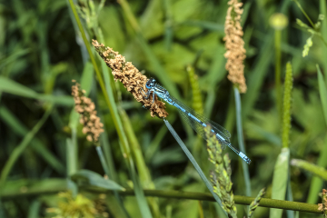 Damselflies a Plenty